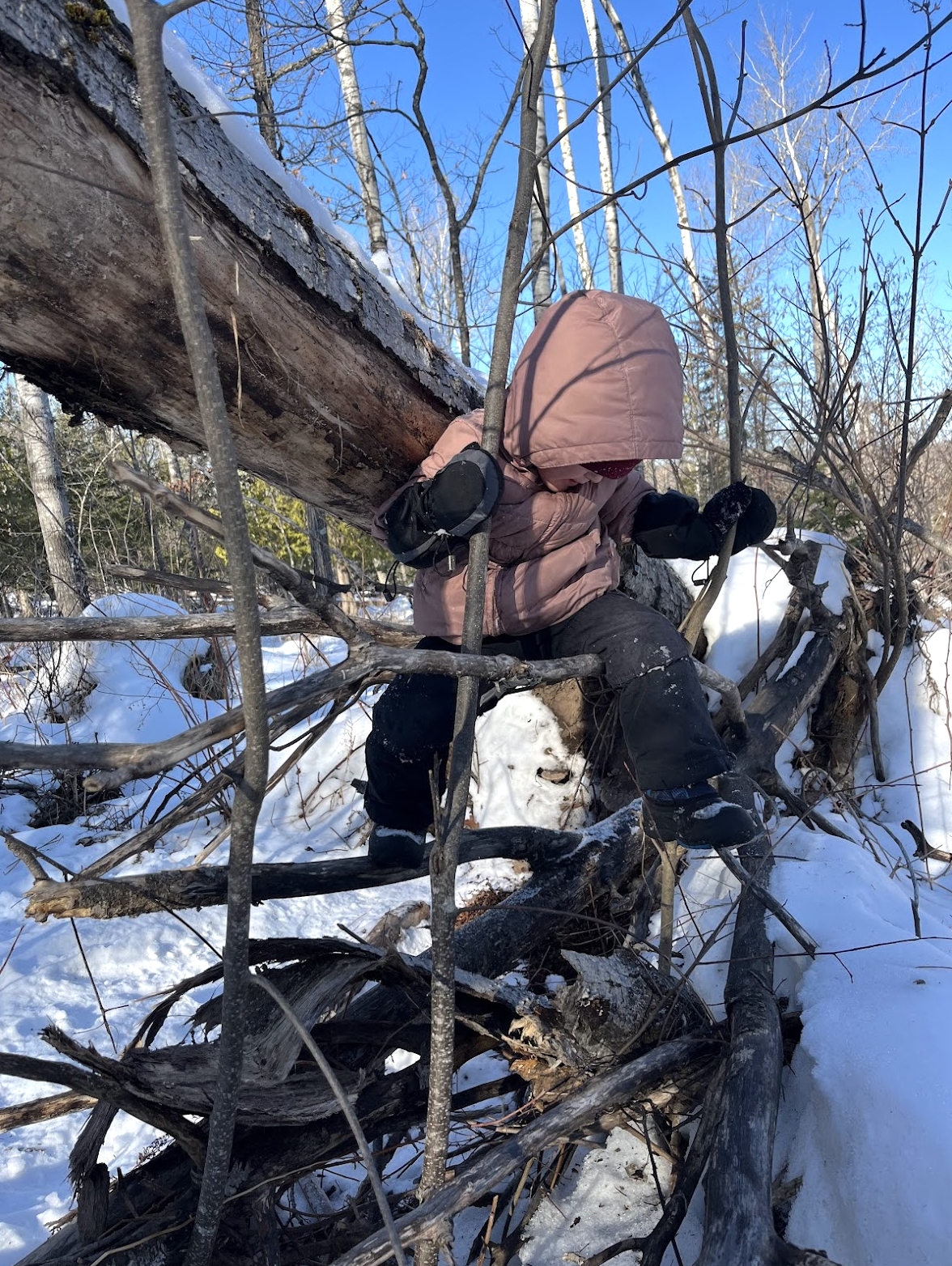 Child climbing a tree in winter