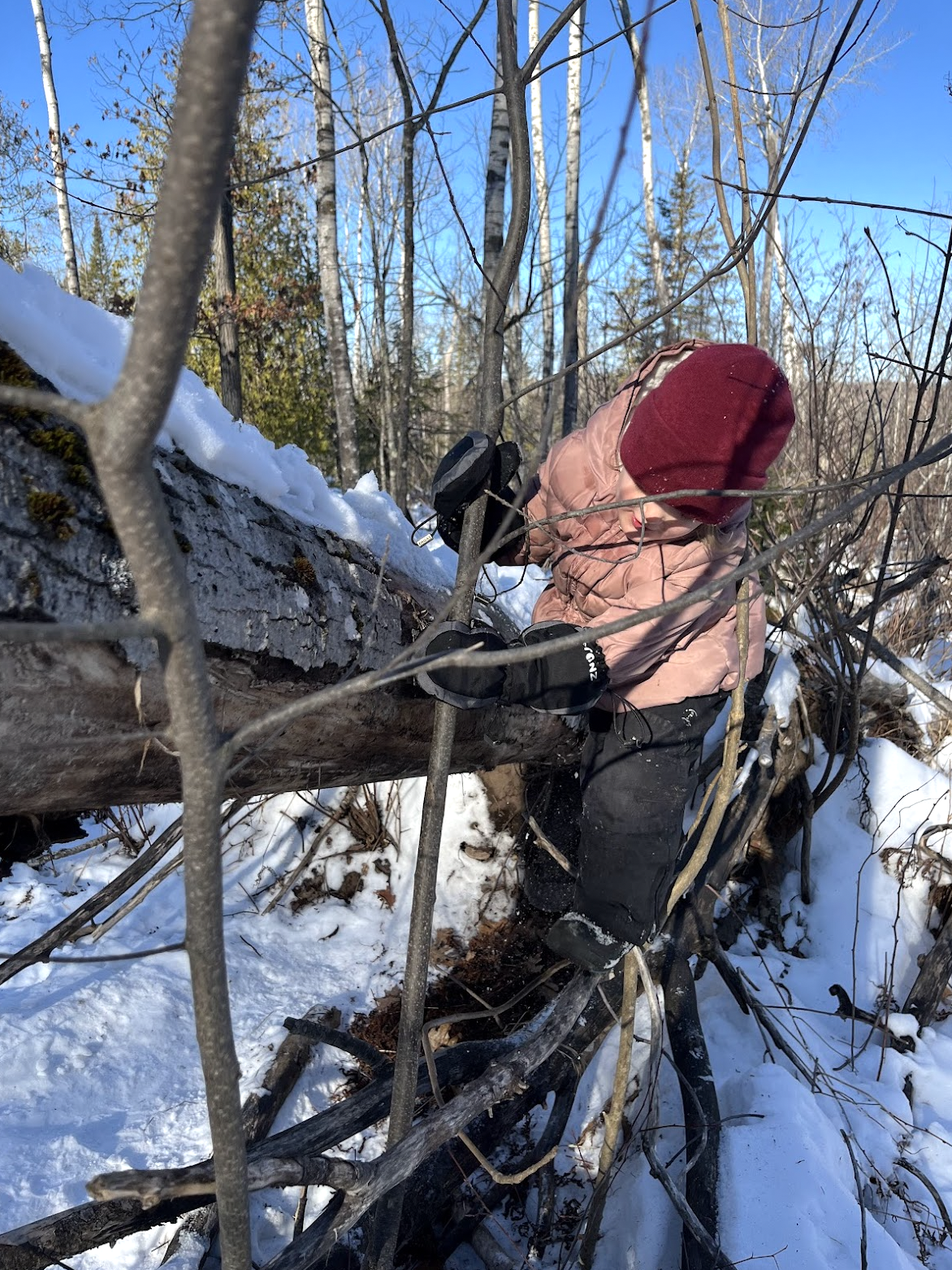 Child climbing a tree in winter